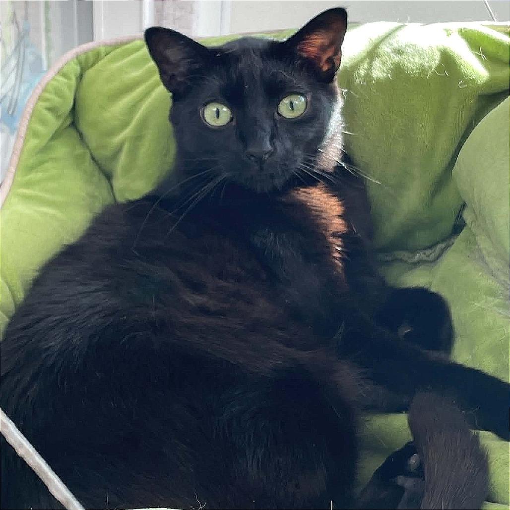 Mamba, a Adoptable Domestic Short Hair in St. Helena, CA image 2/6