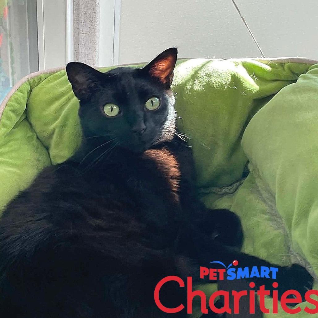 Mamba, a Adoptable Domestic Short Hair in St. Helena, CA image 3/6