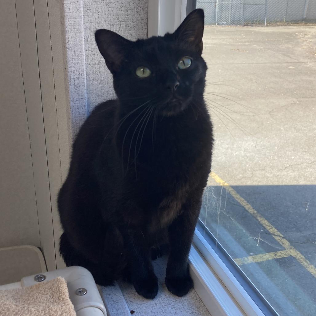 Mamba, Adoptable, Young Female Domestic Short Hair.