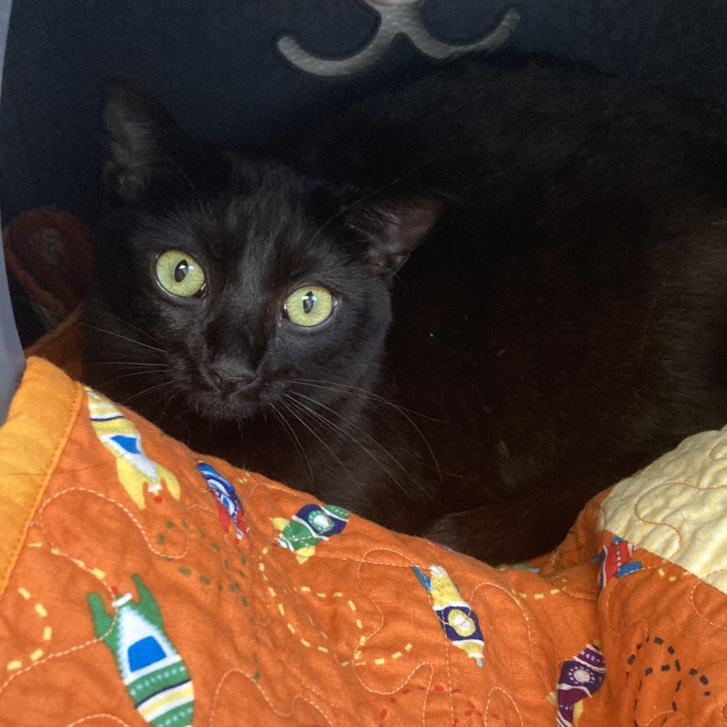 Enlarge Mamba, a Adoptable Domestic Short Hair in St. Helena, CA image 2/2