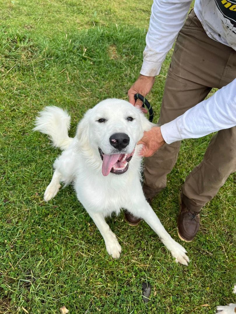 Clem, Adopted, Young Male Great Pyrenees & Golden Retriever.