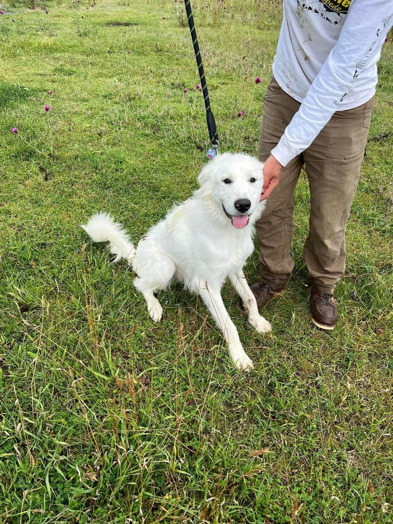 Enlarge Clem, a Adopted mixed breed in Wilsall, MT image 2/6