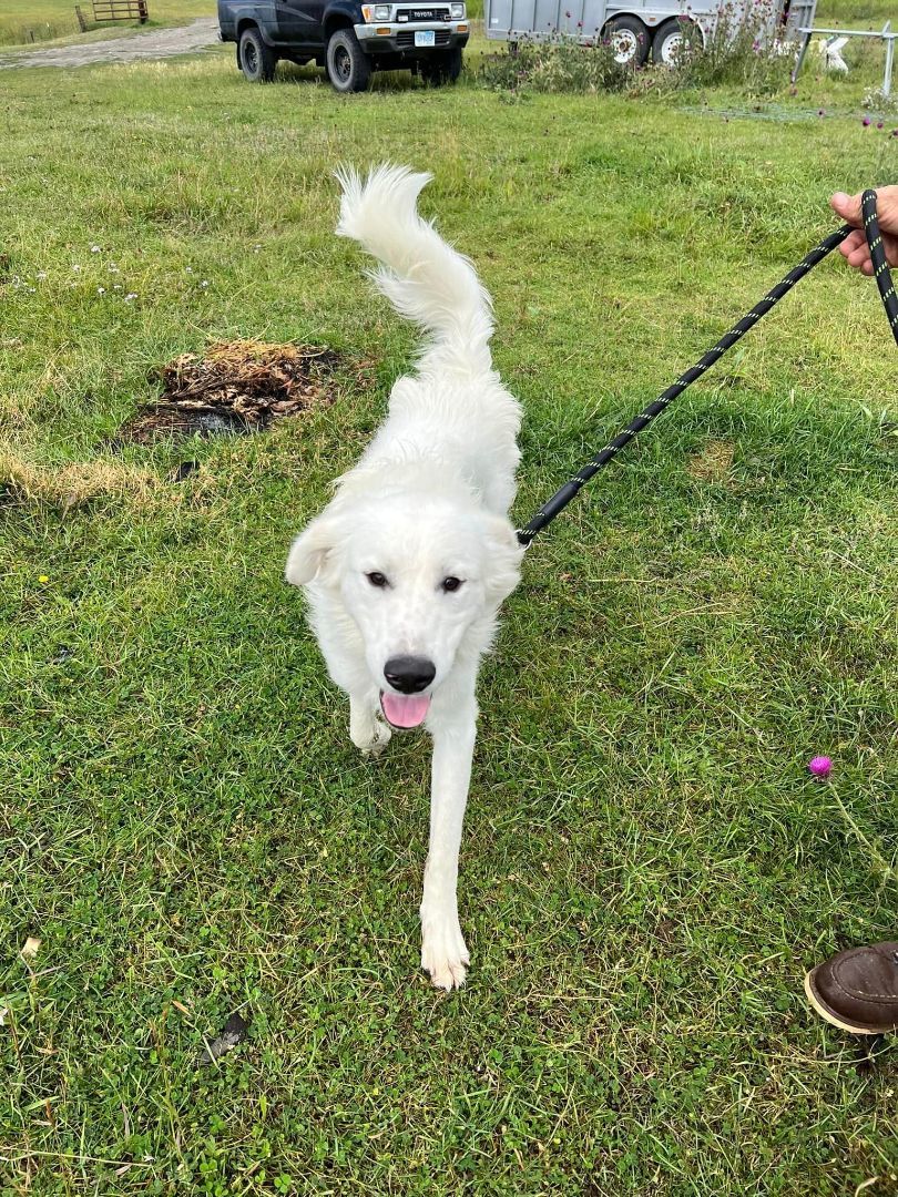 Enlarge Clem, a Adopted mixed breed in Wilsall, MT image 3/6