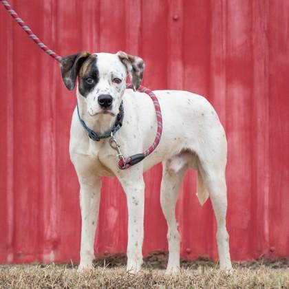 Enlarge Shark, an adopted mixed breed in East Windsor, CT image 1/1