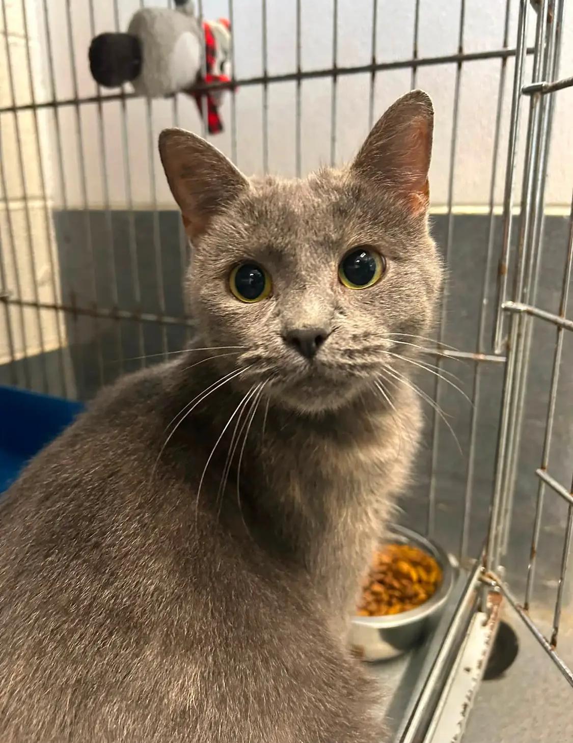 Enlarge Kass, a Adoptable Domestic Short Hair in King George, VA image 1/4