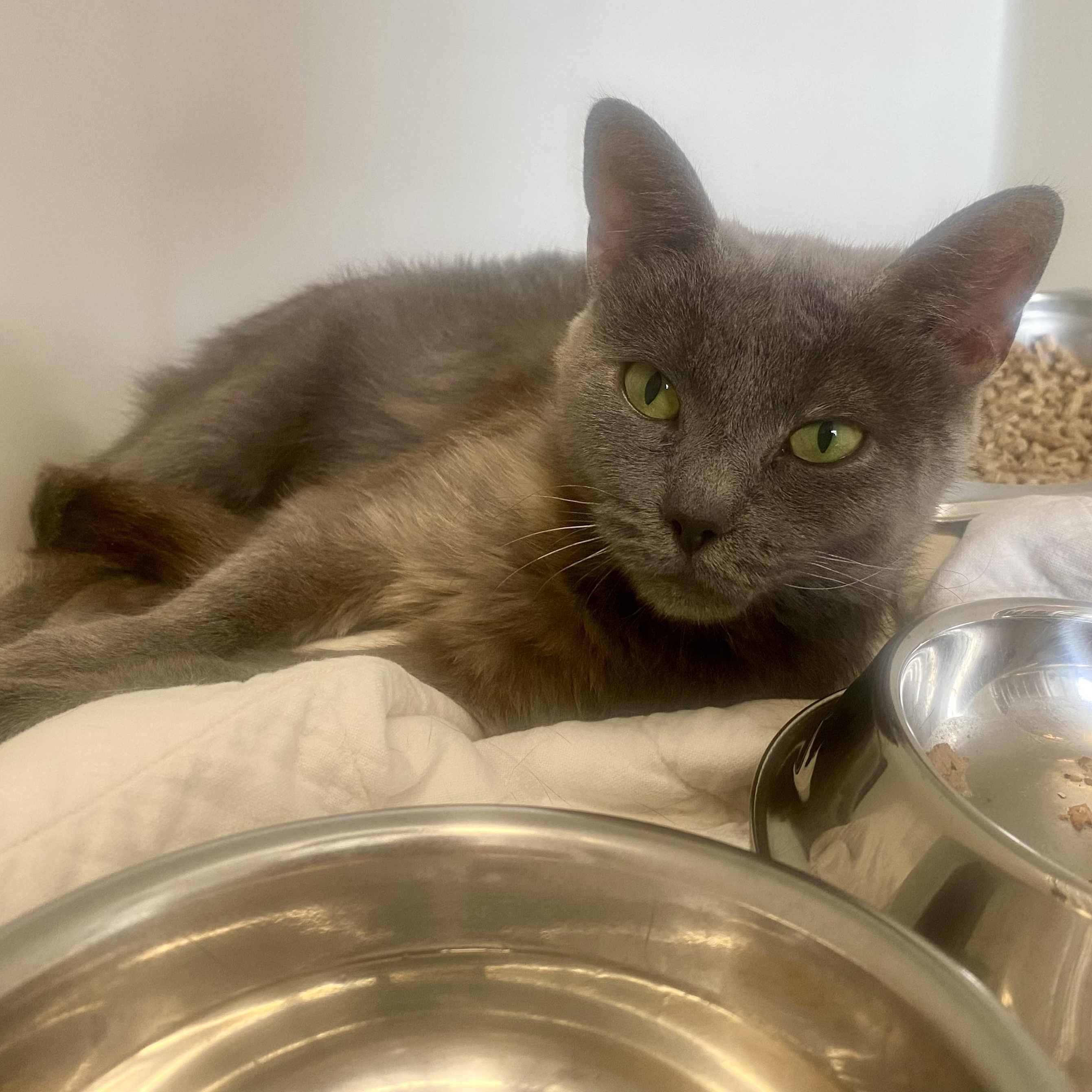 Kass, a ADOPTABLE Domestic Short Hair in King George, VA image 2/3