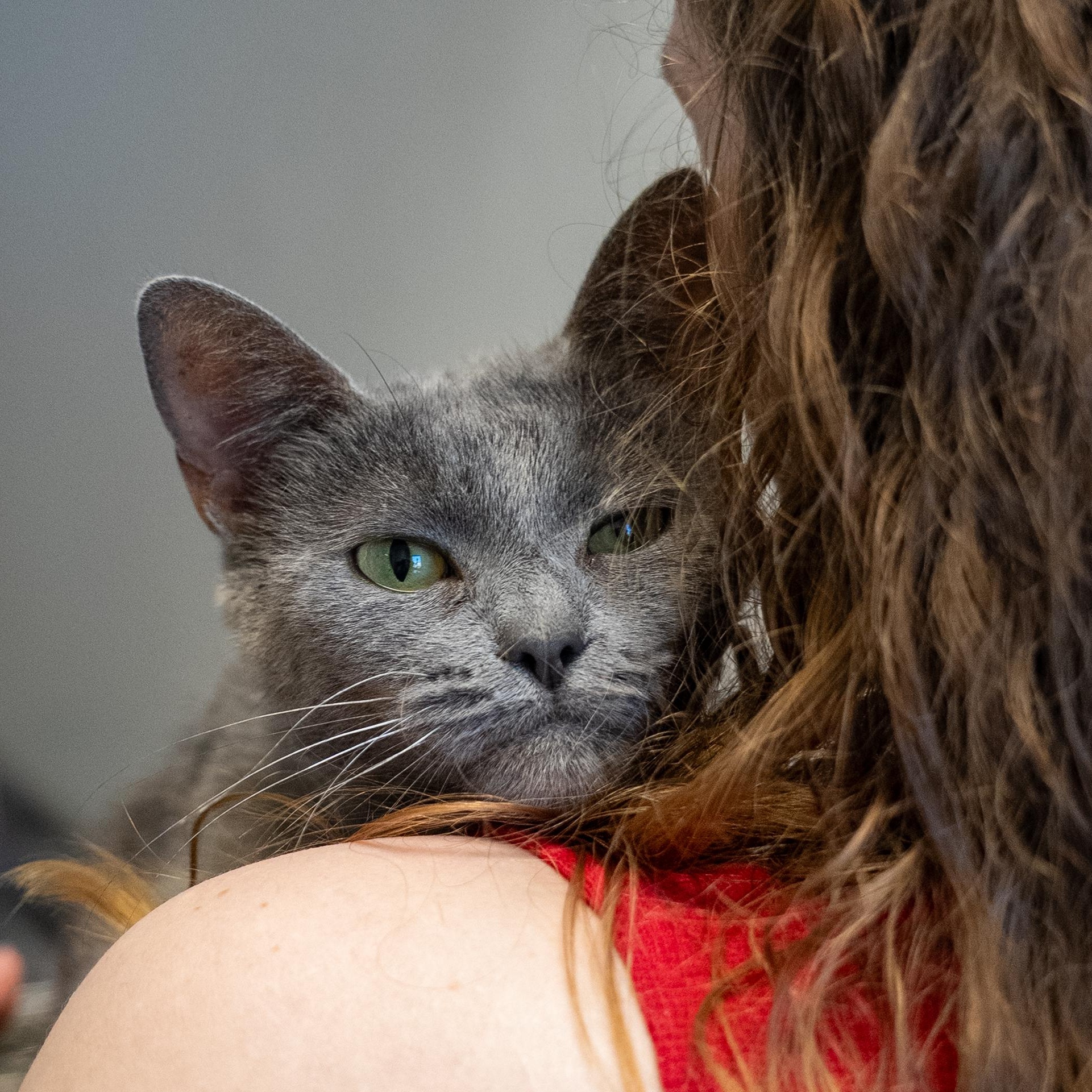 Kass, a ADOPTABLE Domestic Short Hair in King George, VA image 1/3