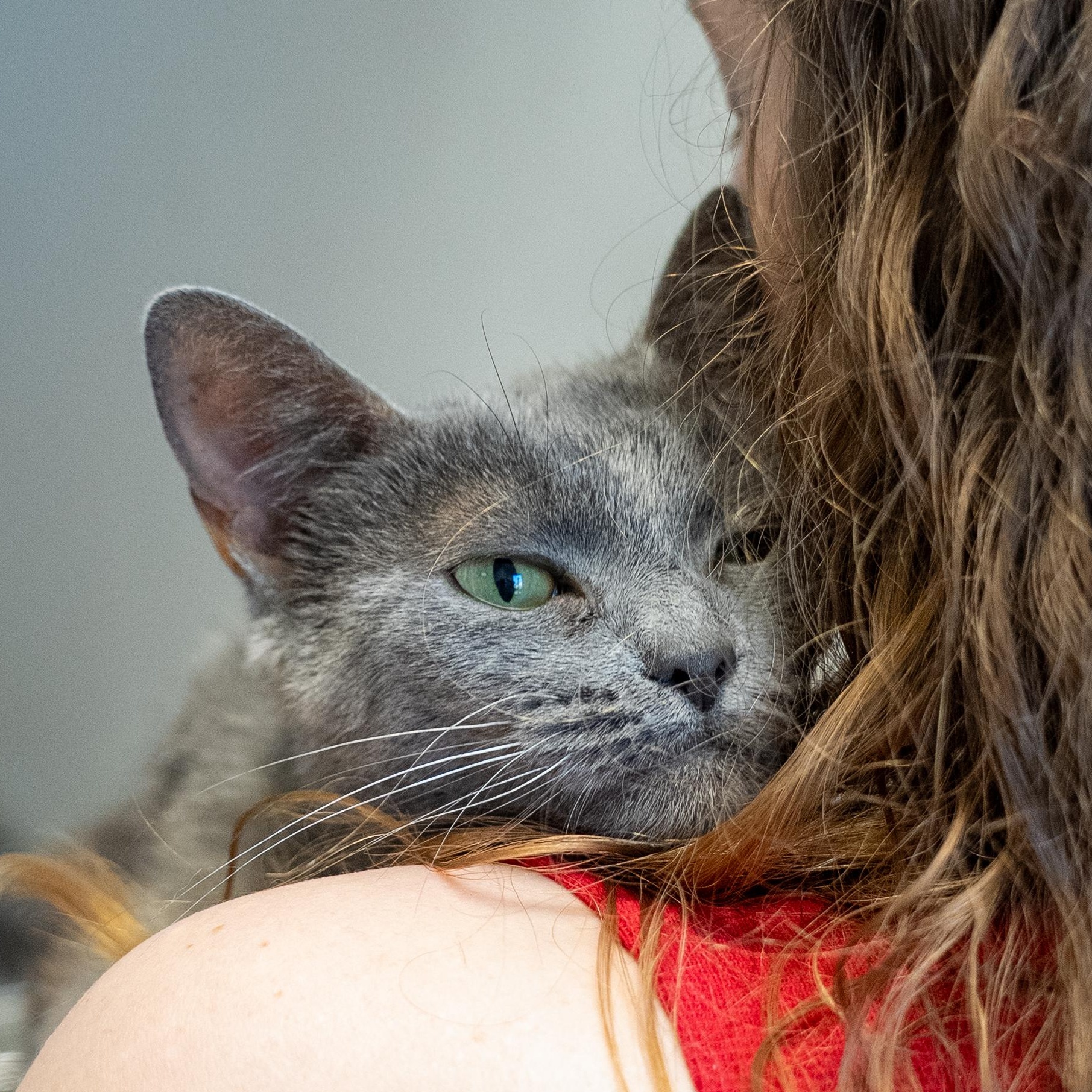 Kass, a ADOPTABLE Domestic Short Hair in King George, VA image 3/3