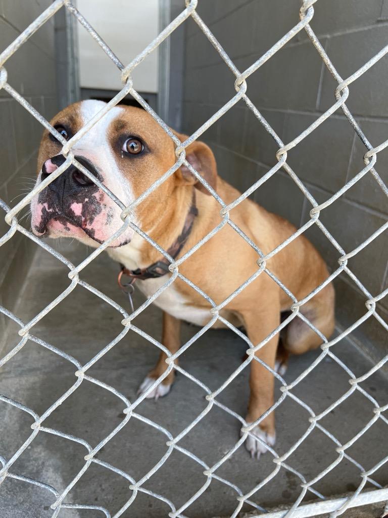 Brudus, ADOPTABLE, Adult Male Pit Bull Terrier.