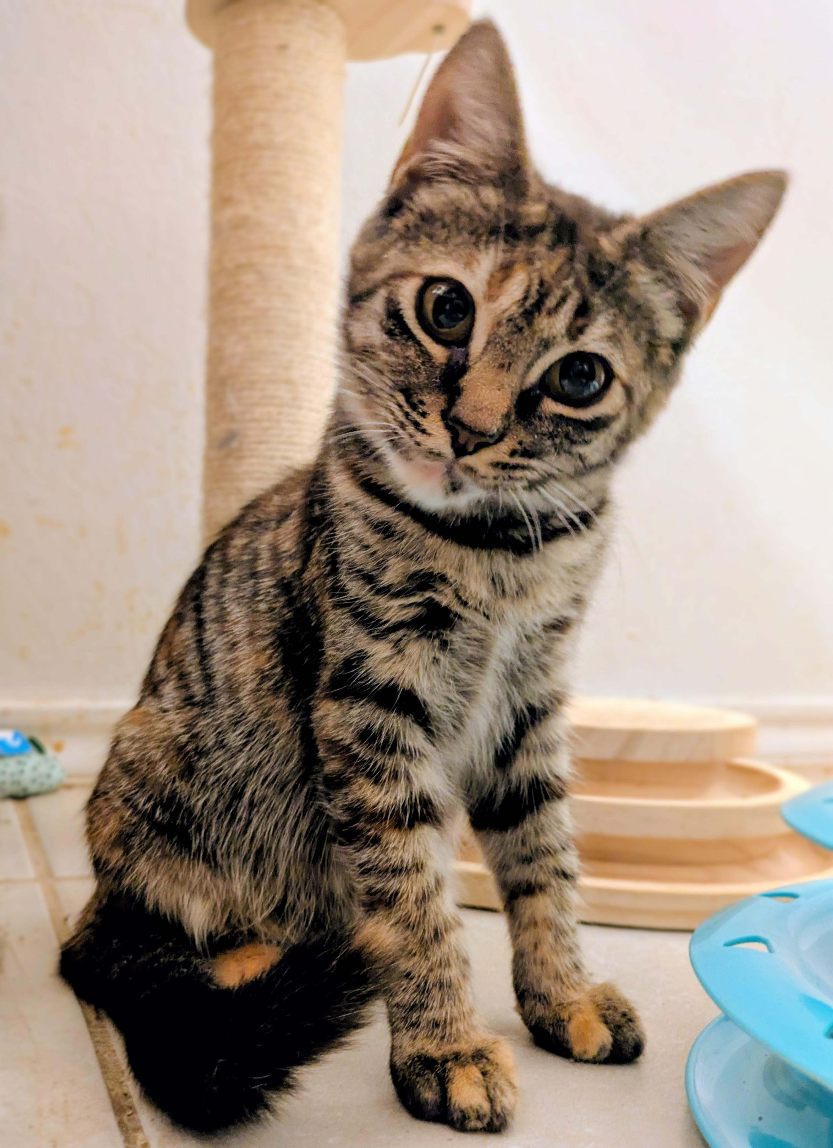 Courtney - Courtesy Post, Adoptable, Young Female Domestic Medium Hair & Torbie.