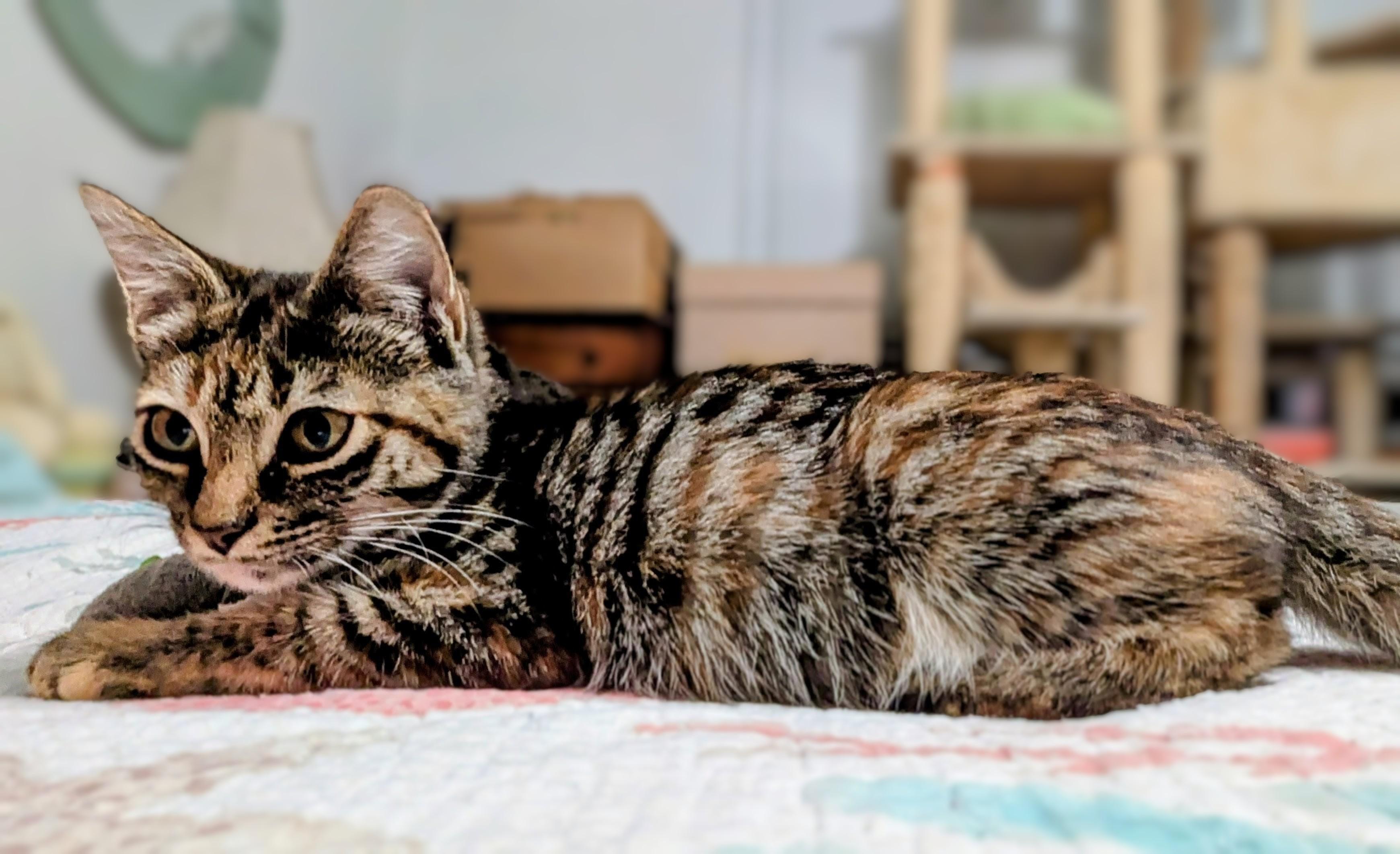 Courtney - Courtesy Post, a Adoptable mixed breed in Fort Worth, TX image 2/2