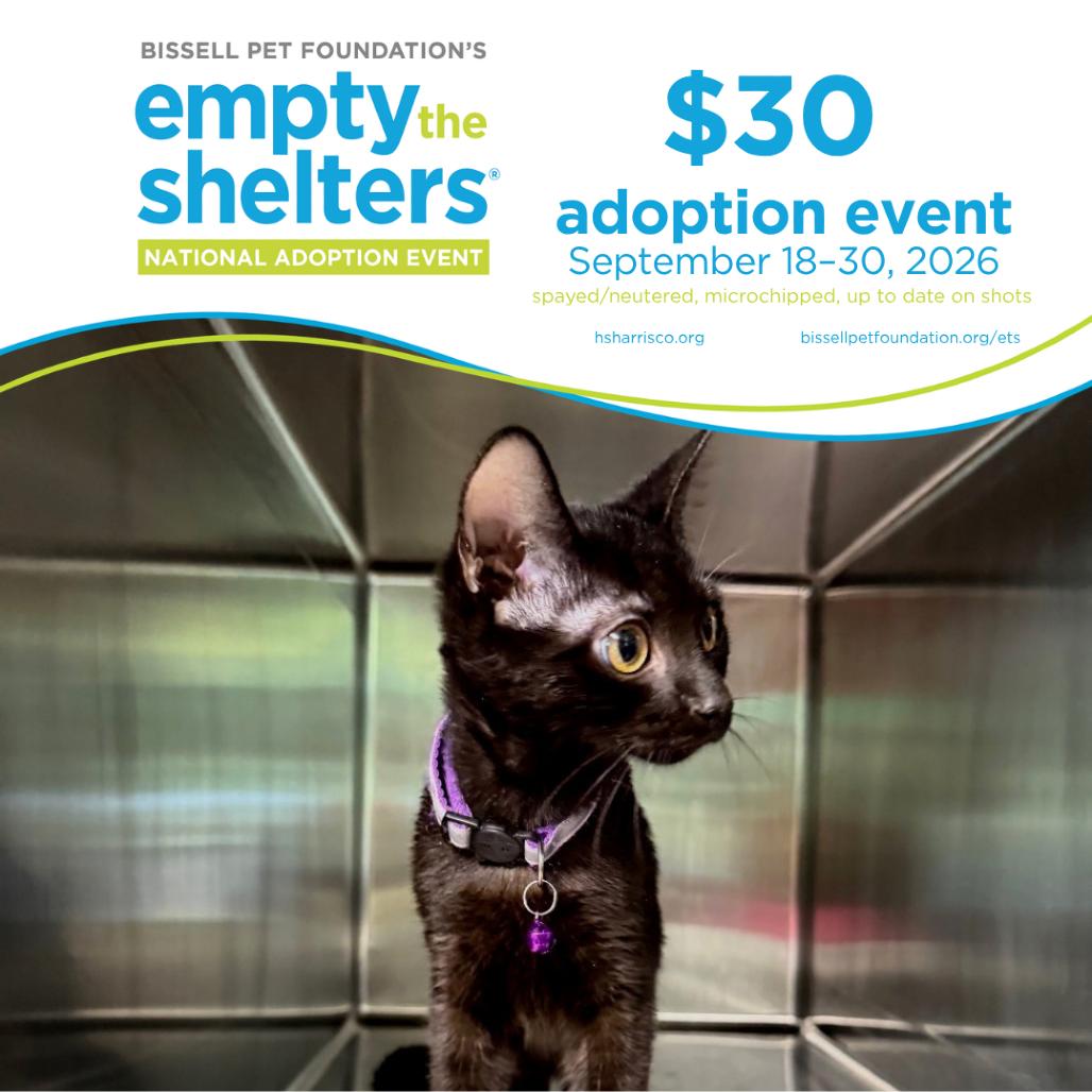 Tommy 5451, Adoptable, Kitten Male Domestic Short Hair.