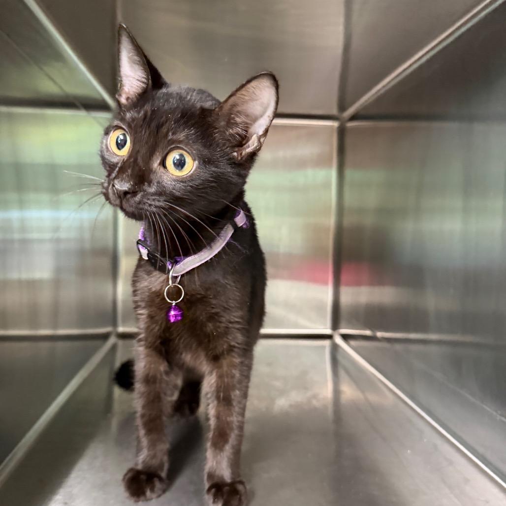 Enlarge Tommy 5451, a Adoptable Domestic Short Hair in Hamilton, GA image 2/4