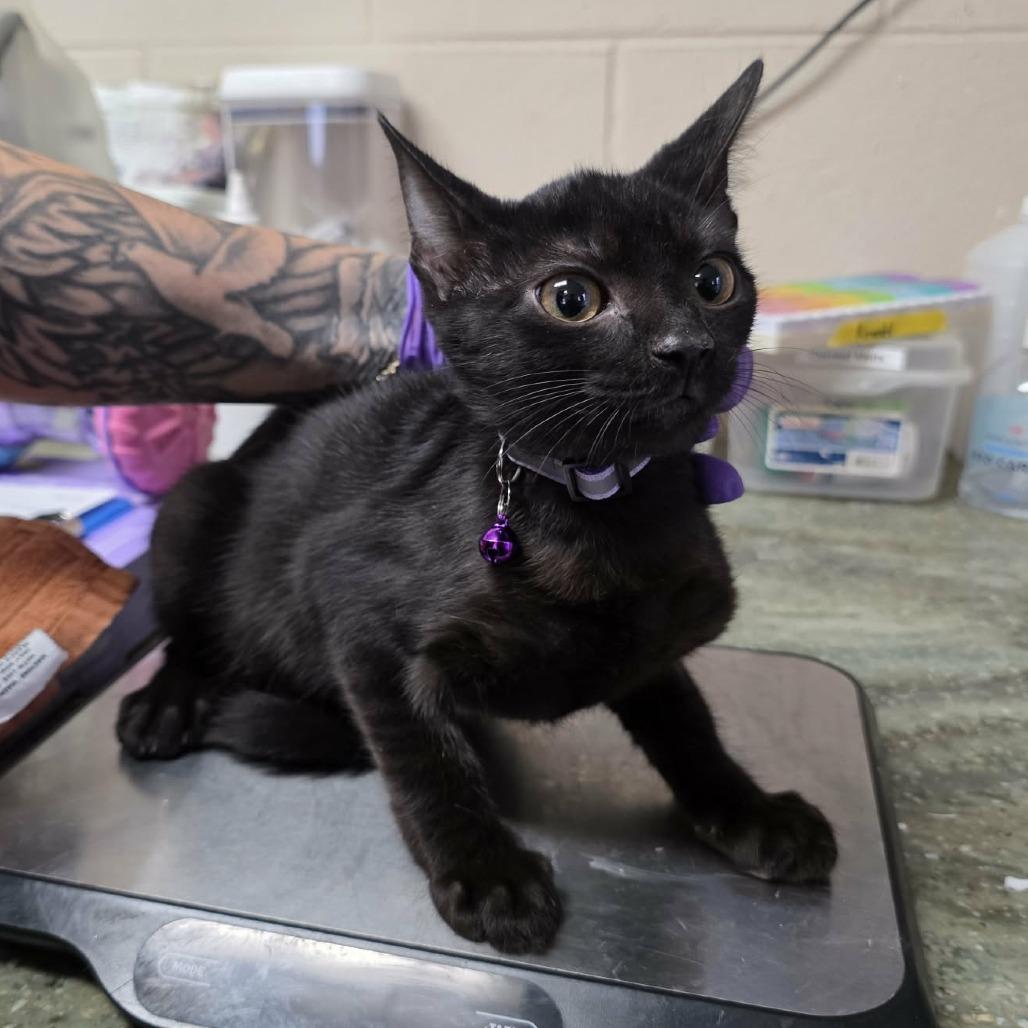 Enlarge Tommy 5451, a Adoptable Domestic Short Hair in Hamilton, GA image 3/4