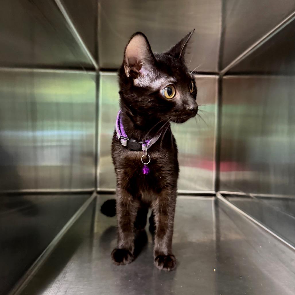 Enlarge Tommy 5451, a Adoptable Domestic Short Hair in Hamilton, GA image 4/4