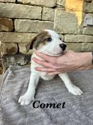Enlarge Comet, an adopted mixed breed in Yukon, OK image 1/1