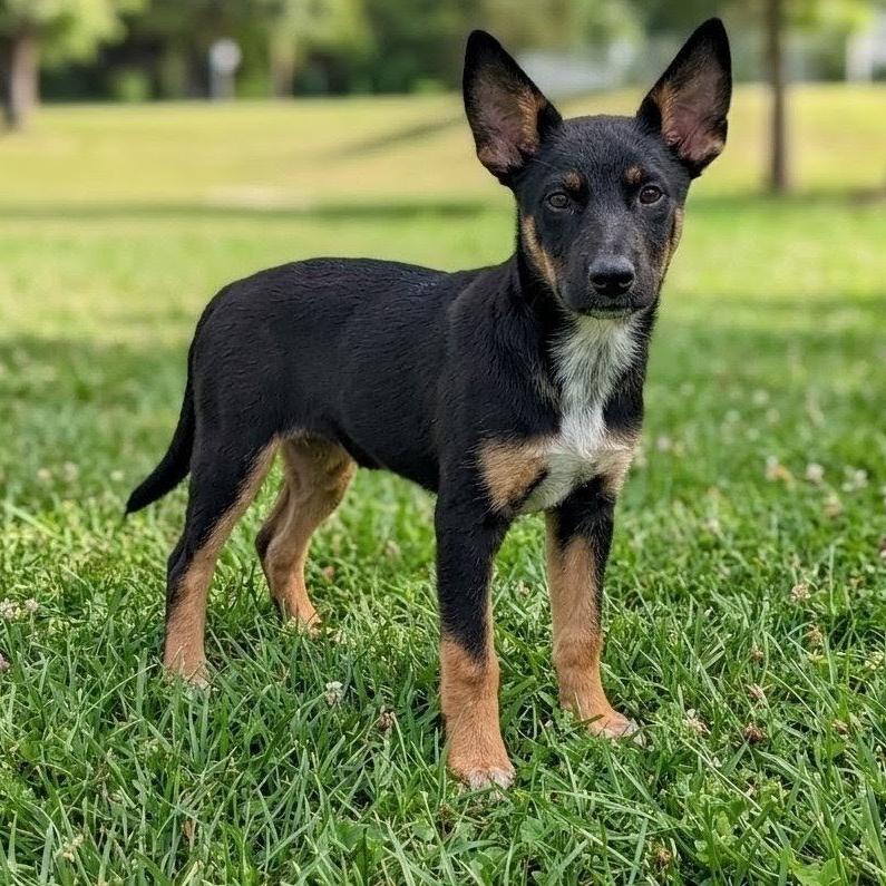 Ellis, a Adoptable Australian Cattle Dog / Blue Heeler in Stevens Point, WI image 1/4