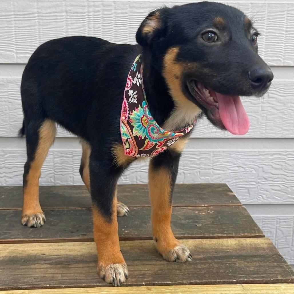 Ellis, Adoptable, Puppy Female Australian Cattle Dog / Blue Heeler.