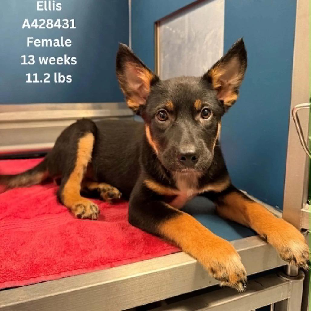 Ellis, a Adoptable Australian Cattle Dog / Blue Heeler in Stevens Point, WI image 4/4