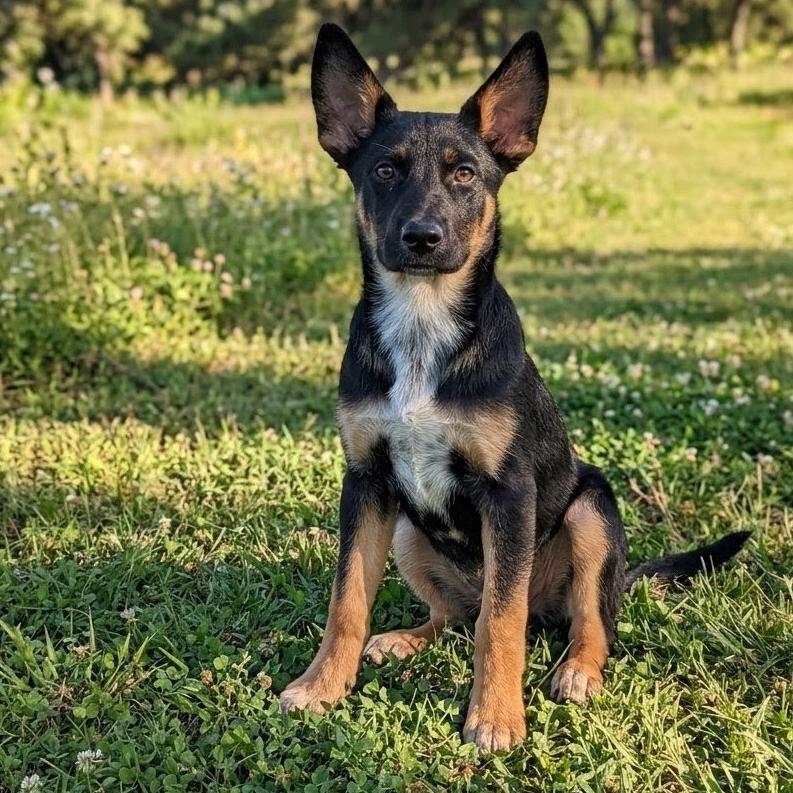 Ellis, a Adoptable Australian Cattle Dog / Blue Heeler in Stevens Point, WI image 3/4