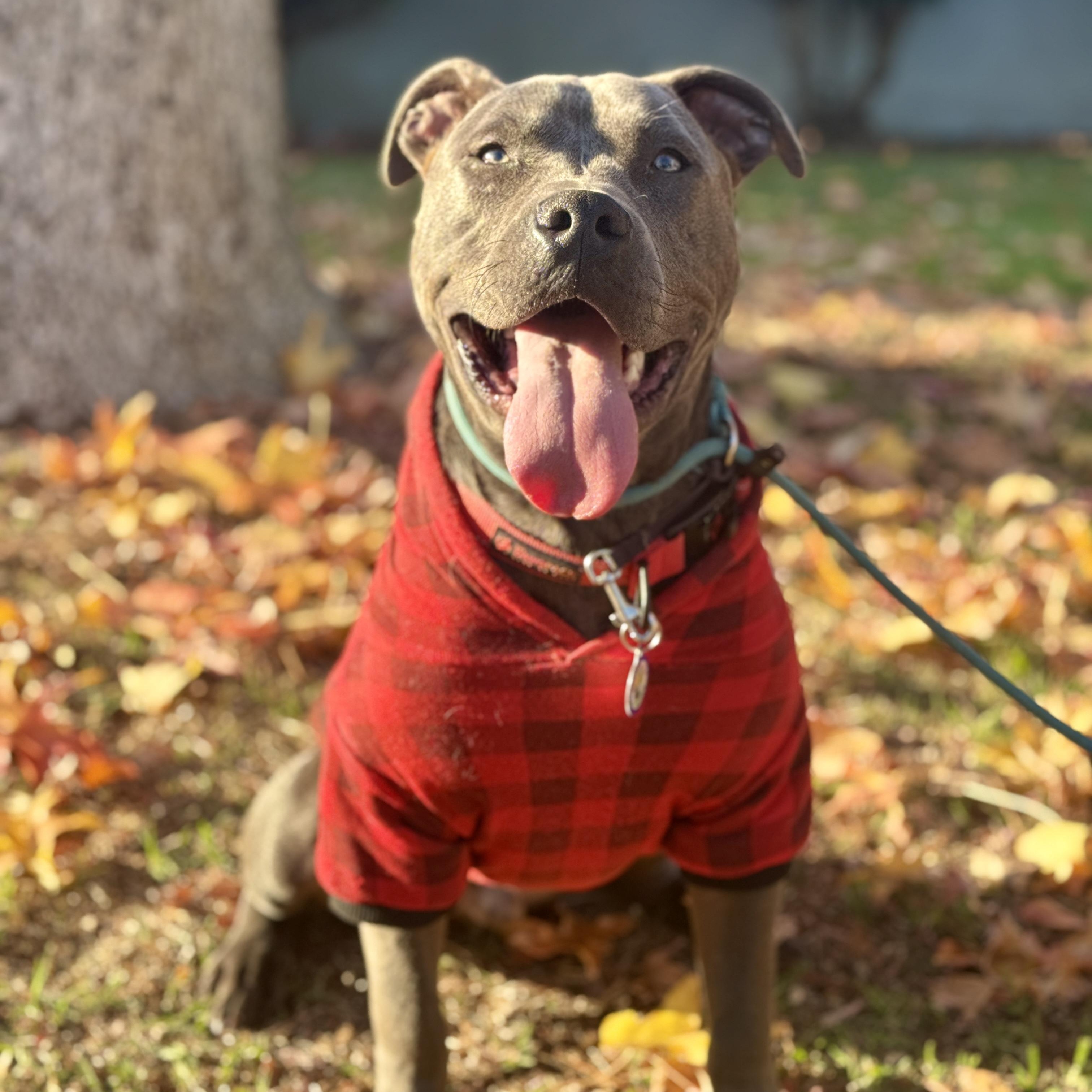 Enlarge Joey, a Adoptable Pit Bull Terrier in Sun Valley, CA image 1/6