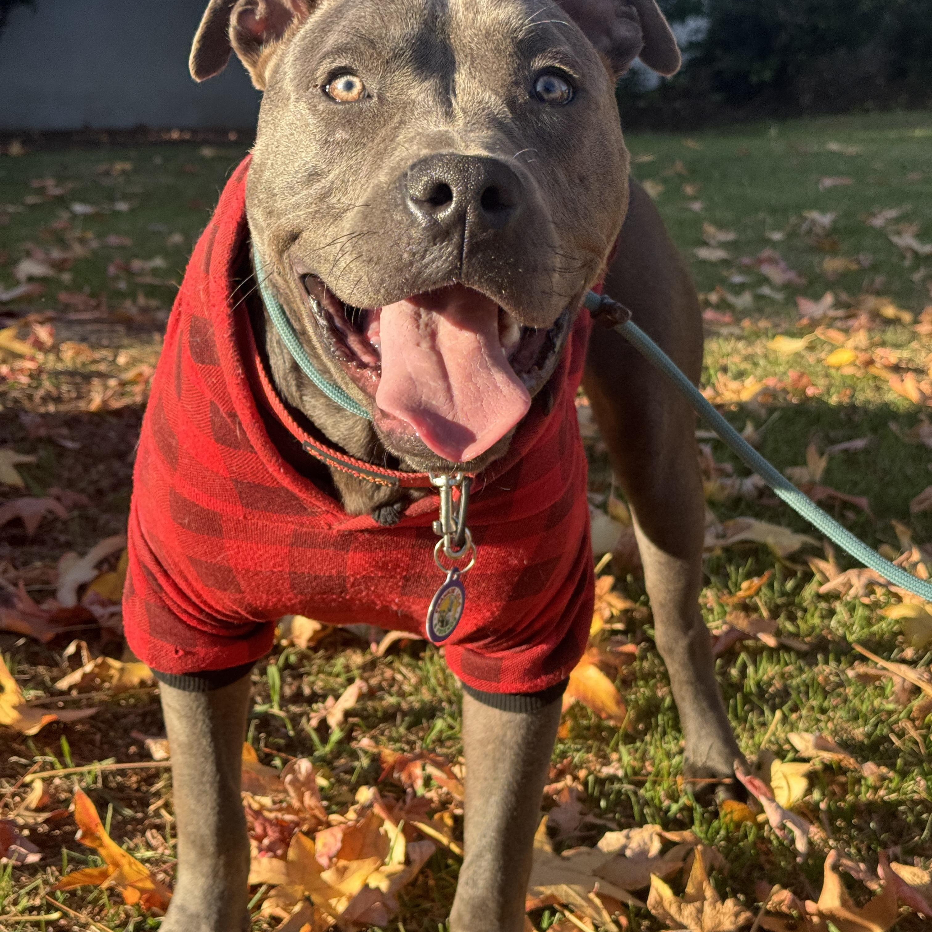 Enlarge Joey, a Adoptable Pit Bull Terrier in Sun Valley, CA image 3/6