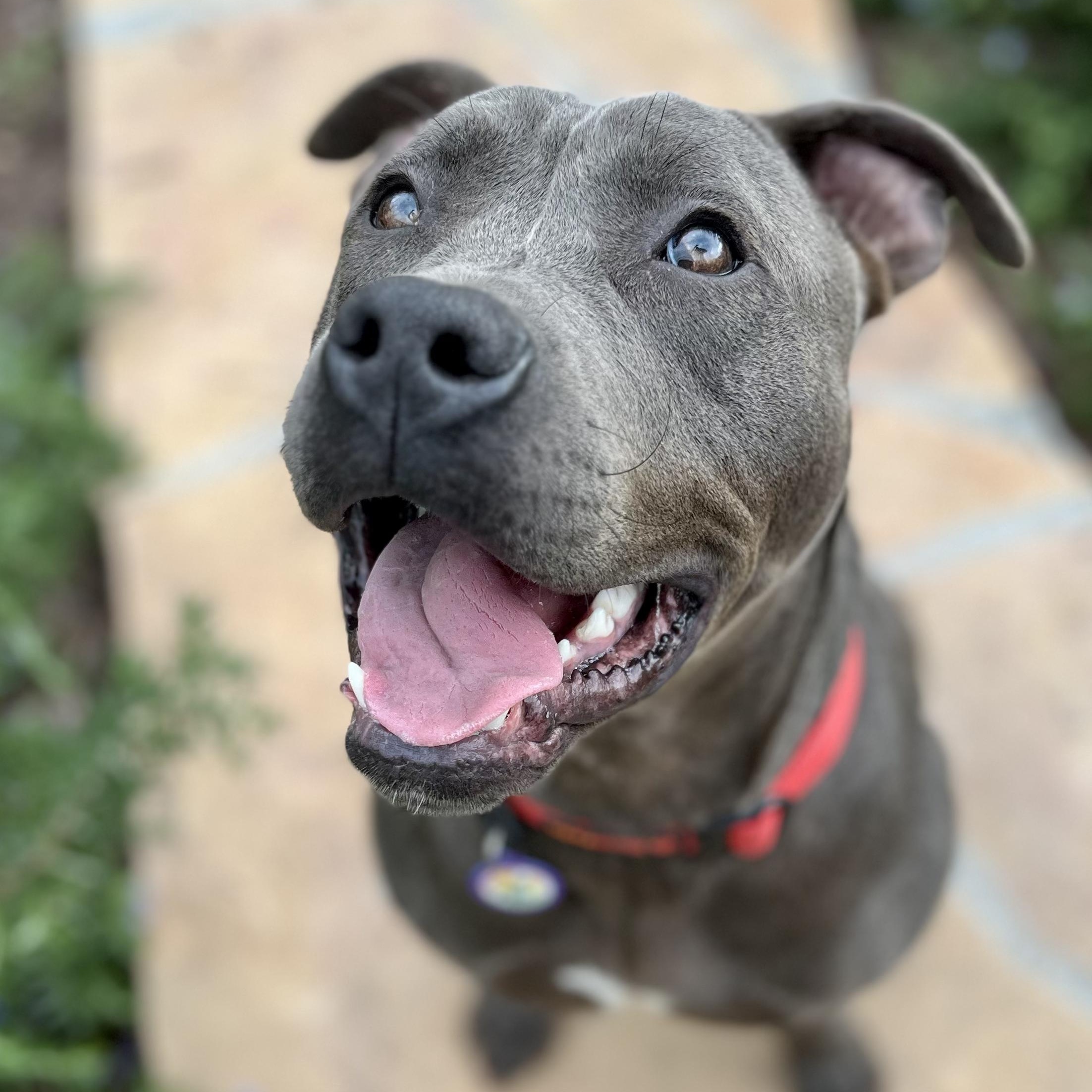 Enlarge Joey, a Adoptable Pit Bull Terrier in Sun Valley, CA image 4/6
