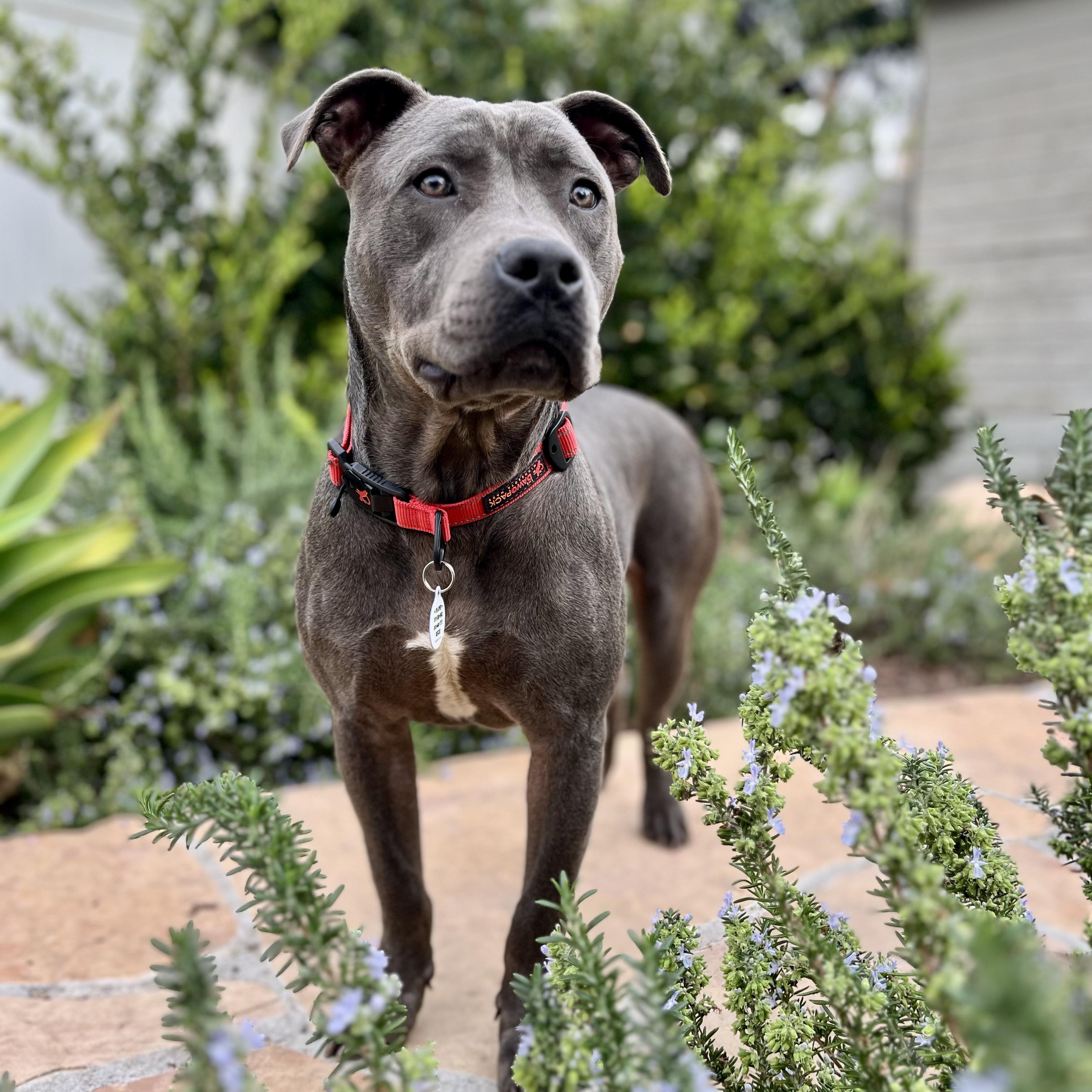 Enlarge Joey, a Adoptable Pit Bull Terrier in Sun Valley, CA image 5/6