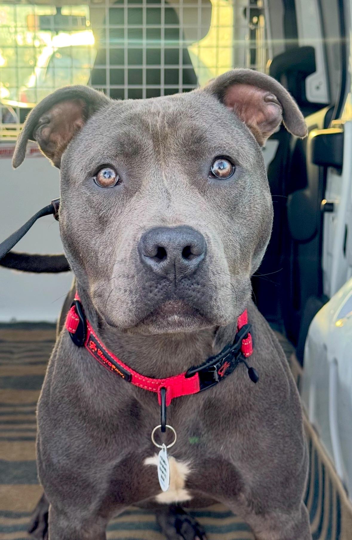 Joey, Adoptable, Young Male Pit Bull Terrier.