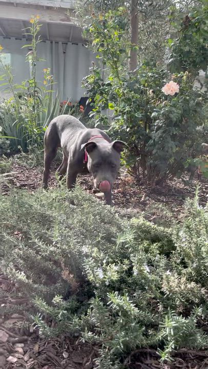 Enlarge Joey, a Adoptable Pit Bull Terrier in Sun Valley, CA video 6/6