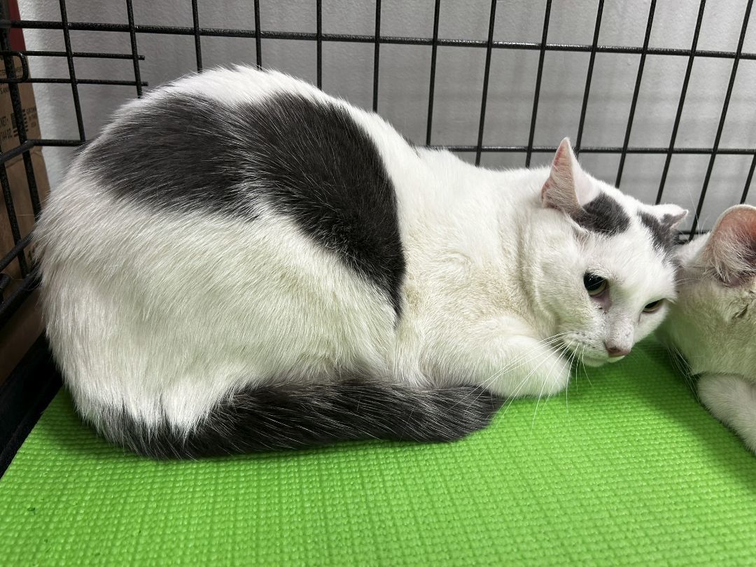 Enlarge Freckles, a Adoptable Domestic Short Hair in Allentown, PA image 1/3