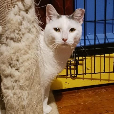 Enlarge Freckles, a Adoptable Domestic Short Hair in Allentown, PA image 2/3