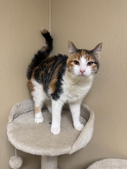 Margo, a Adoptable mixed breed in Quincy, IL image 1/2