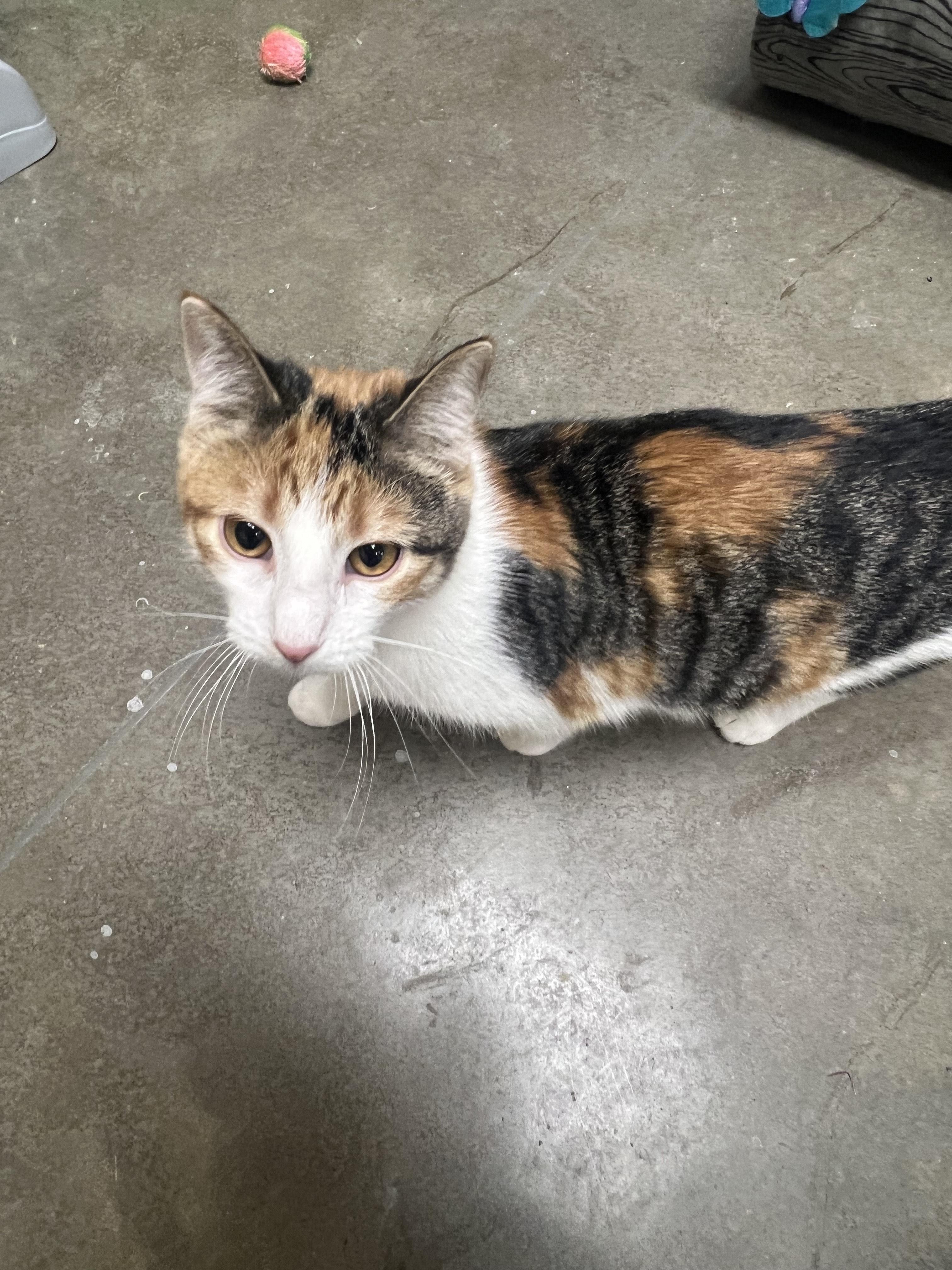 Margo, a Adoptable mixed breed in Quincy, IL image 2/2