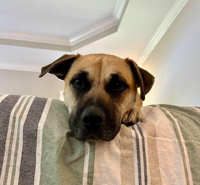 Enlarge Owen, a Adoptable mixed breed in Mocksville, NC image 1/6