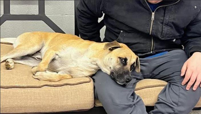 Owen, Adoptable, Adult Male Boxer.