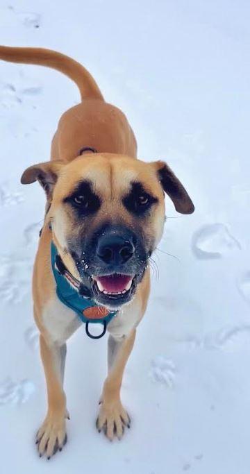 Enlarge Owen, a Adoptable mixed breed in Mocksville, NC image 2/5