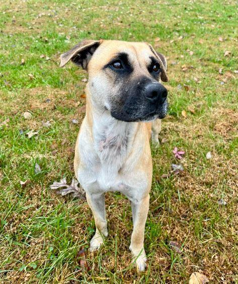 Owen, Adoptable, Adult Male Boxer.