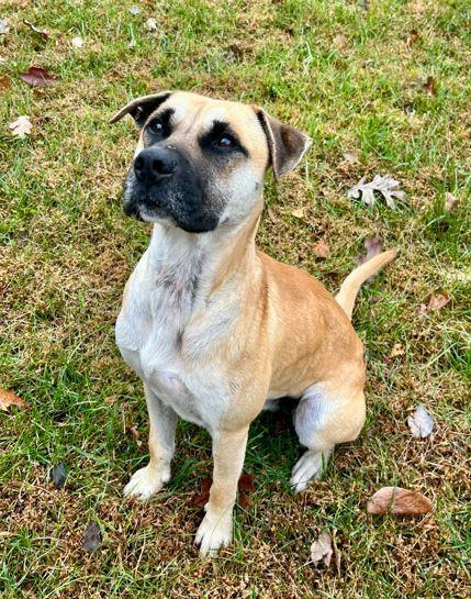 Owen, a Adoptable mixed breed in Mocksville, NC image 2/5