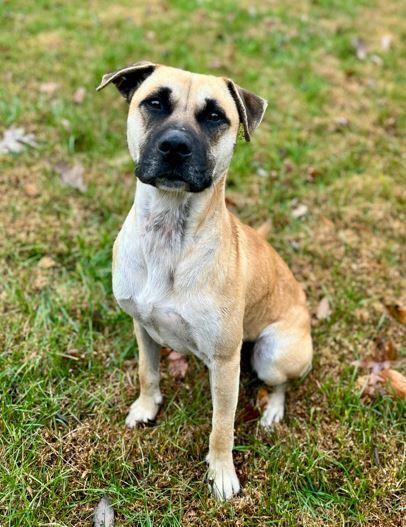Owen, a Adoptable mixed breed in Mocksville, NC image 3/5