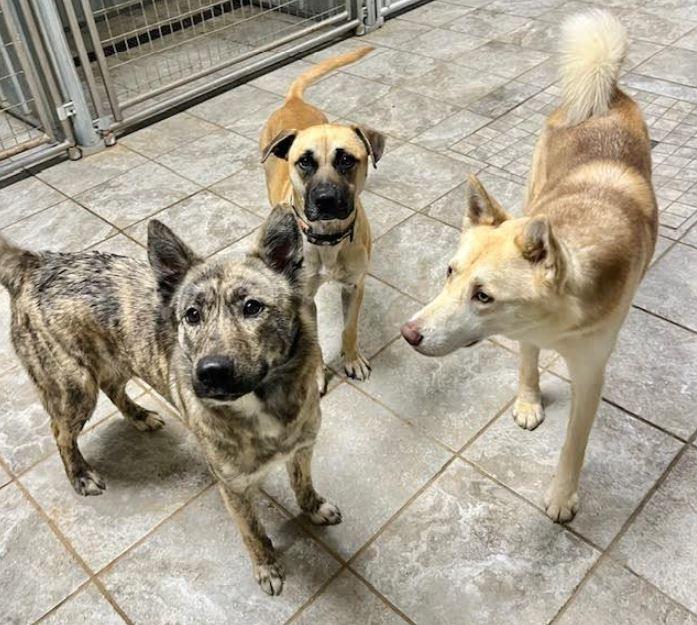 Enlarge Owen, a Adoptable mixed breed in Mocksville, NC image 3/5
