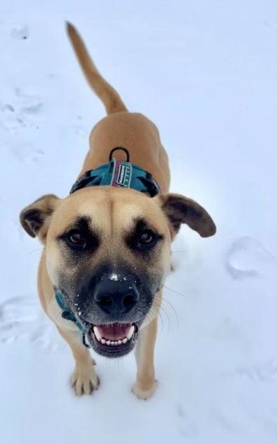 Enlarge Owen, a Adoptable mixed breed in Mocksville, NC image 4/5