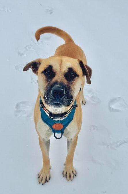 Enlarge Owen, a Adoptable mixed breed in Mocksville, NC image 5/5