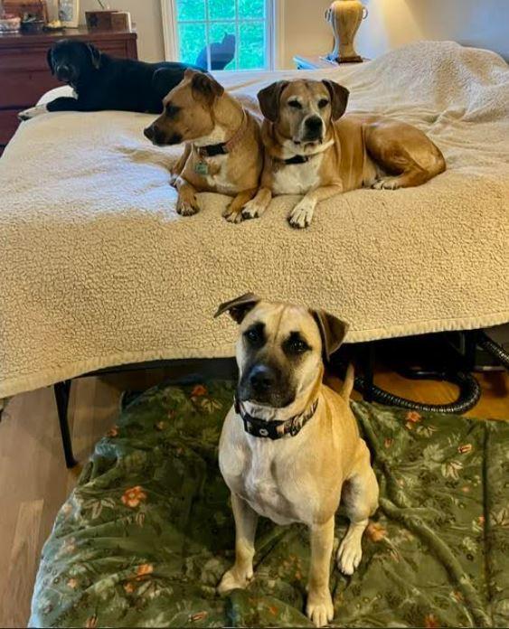 Enlarge Owen, a Adoptable mixed breed in Mocksville, NC image 5/6