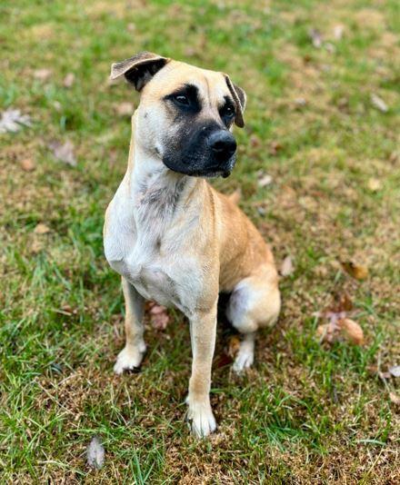 Owen, a Adoptable mixed breed in Mocksville, NC image 5/5