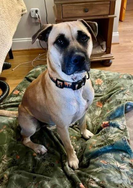 Enlarge Owen, a Adoptable mixed breed in Mocksville, NC image 6/6