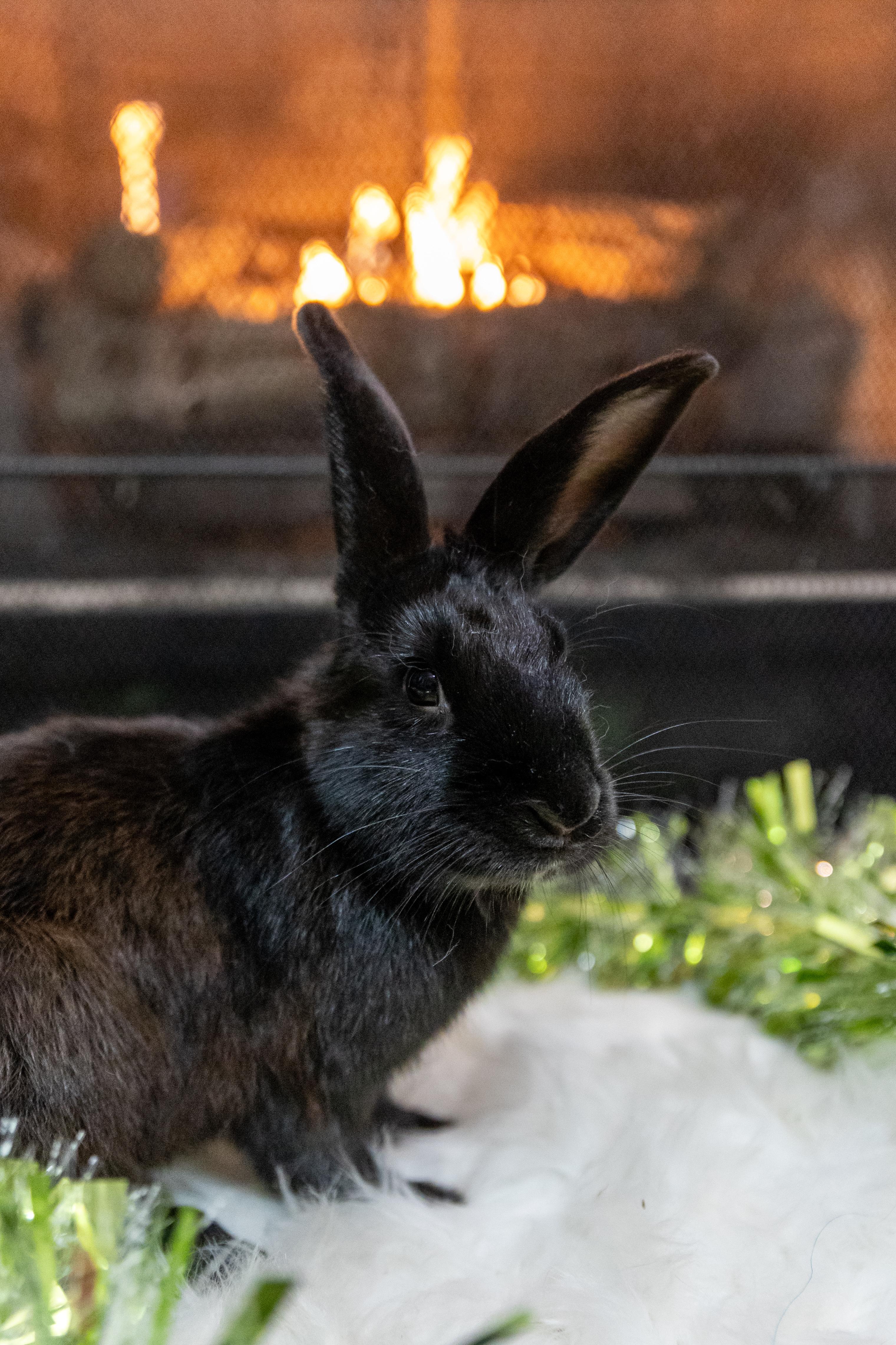 Enlarge Casserole, a Adoptable New Zealand in North Little Rock, AR image 1/1