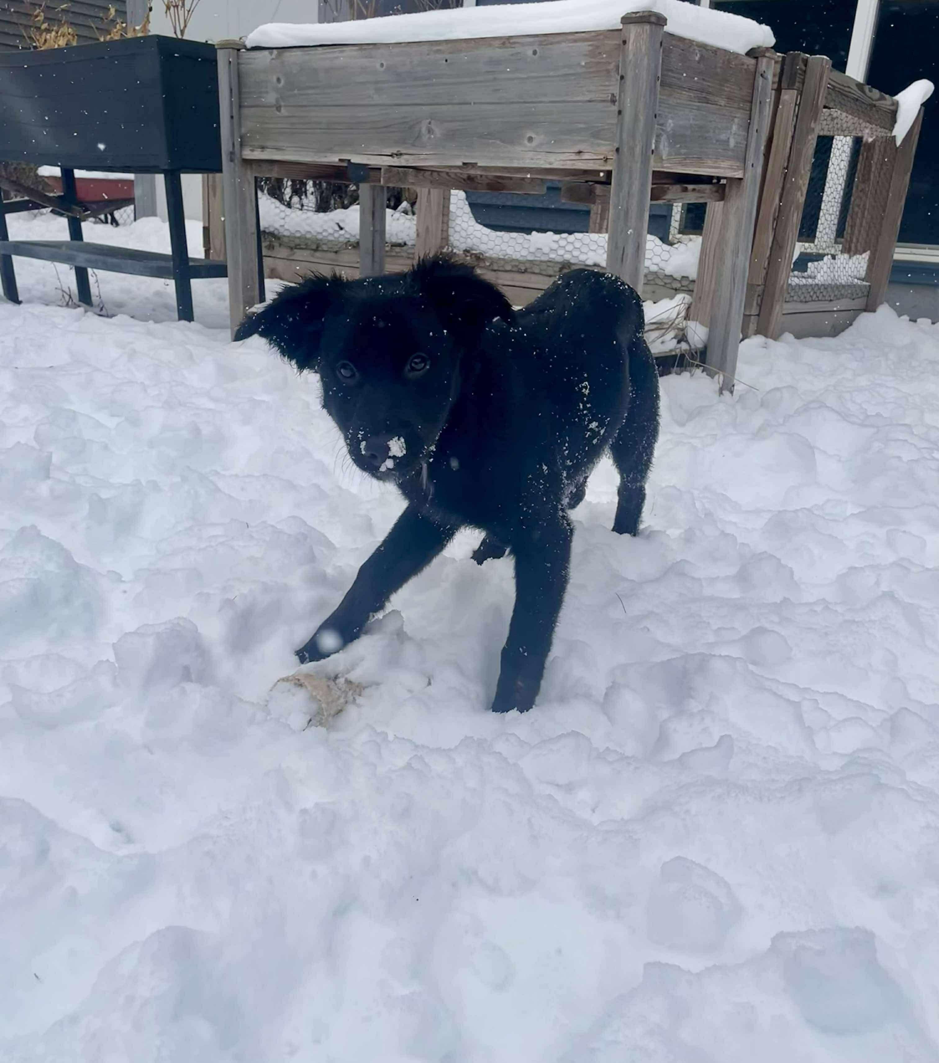 Enlarge Shya, a ADOPTABLE mixed breed in Faribault, MN image 2/5