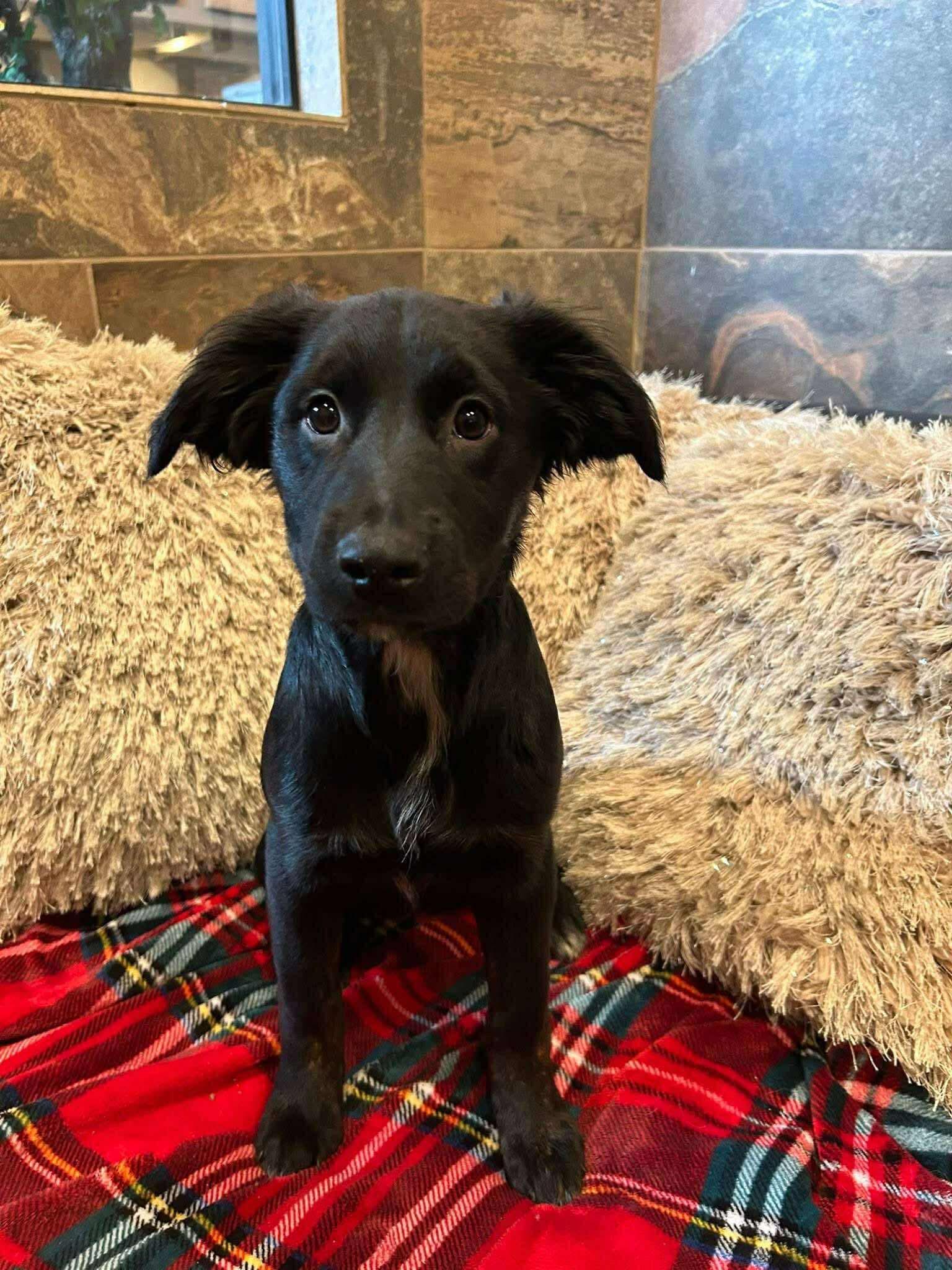 Enlarge Shya, a ADOPTABLE mixed breed in Faribault, MN image 3/5