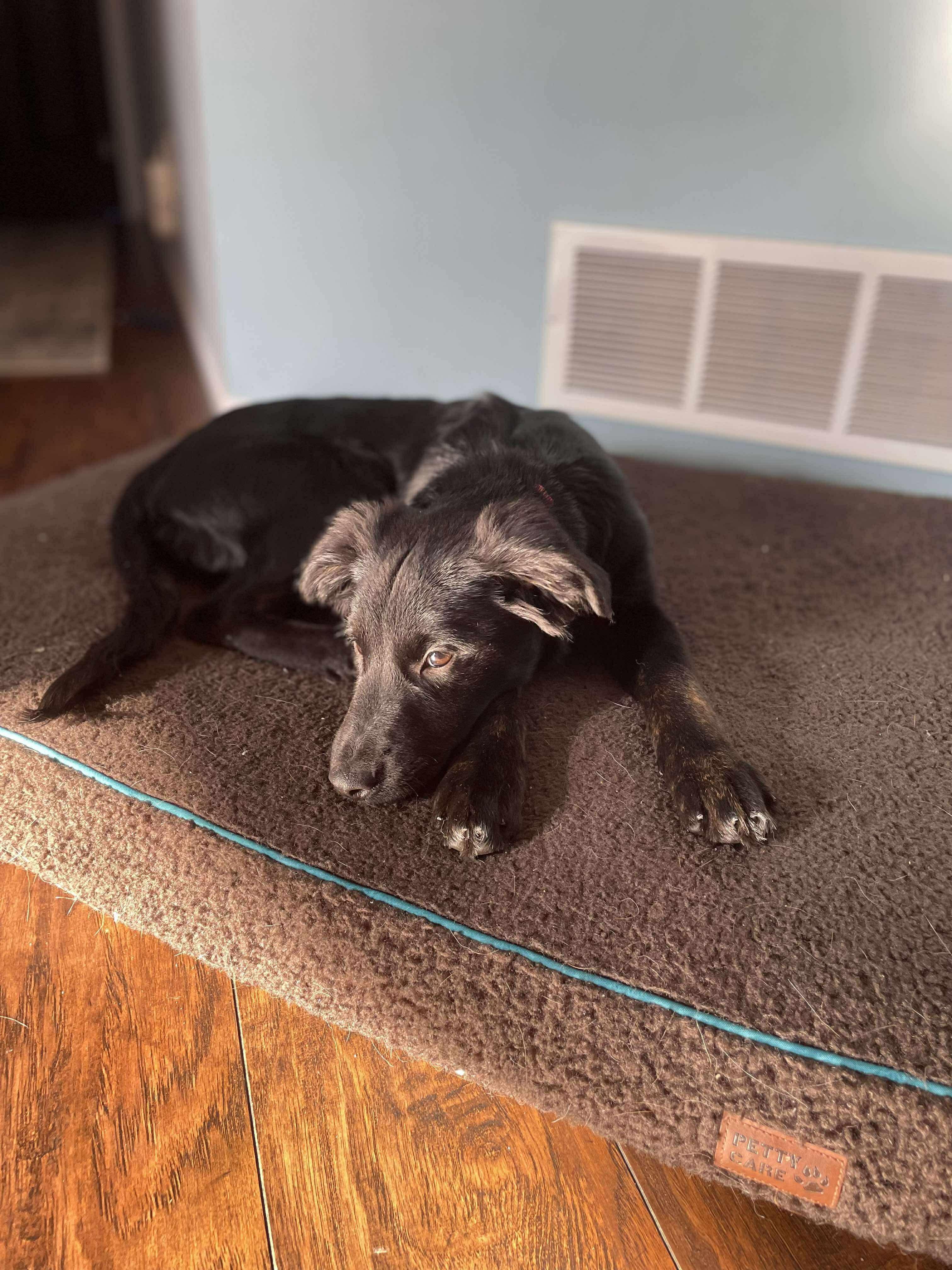 Shya, ADOPTABLE, Puppy Female German Shepherd Dog.